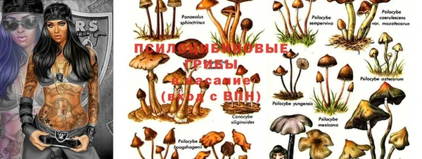 крисы Алзамай